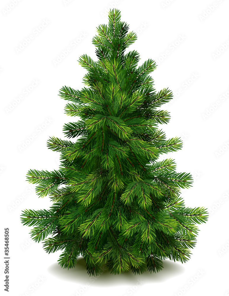 Fototapeta premium Pine tree