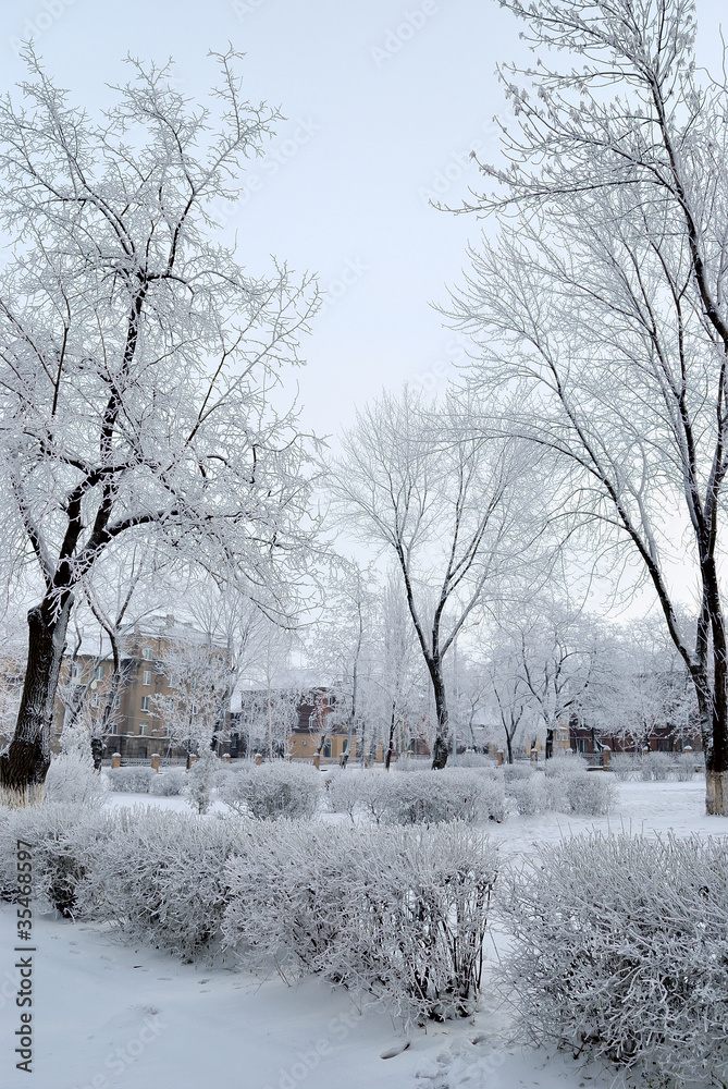 Fototapeta premium winter park