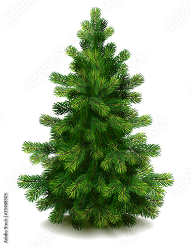 Obraz na płótnie Pine tree