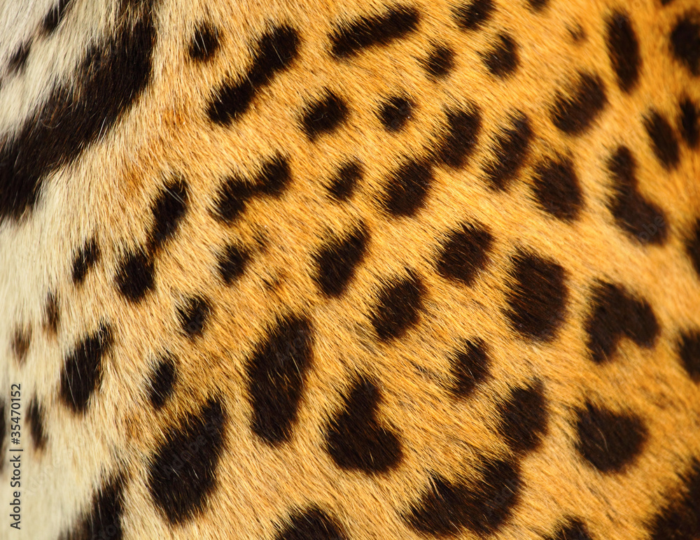 leopard skin leopard skin
