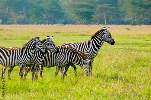 Four Zebras in the Masai Mara National Reserve  Kenya.