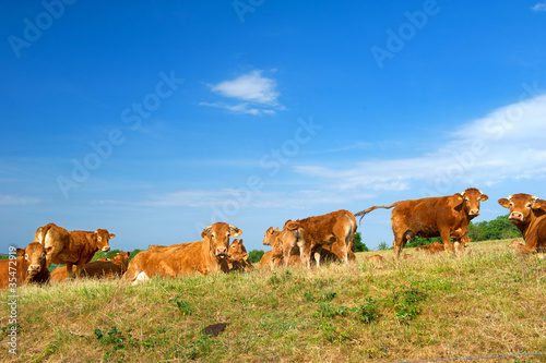 Brown Limousin cows