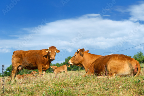 Brown Limousin cows