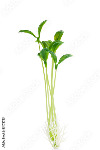 Nature concept - Seedlings on white