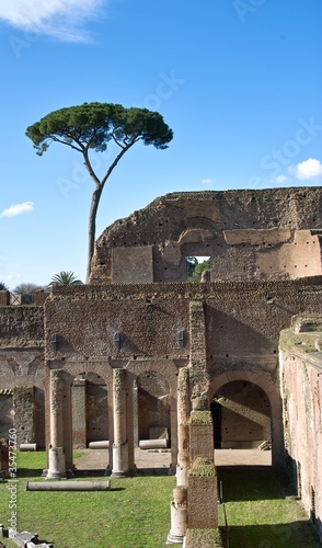 Tree and ruins, Palatine Hill, Rome, Italy