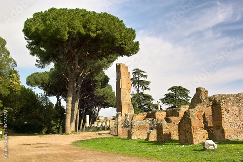 Trees and ruins, Palatine Hill, Rome, Italy