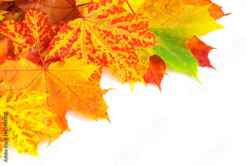 autumn maple leafs