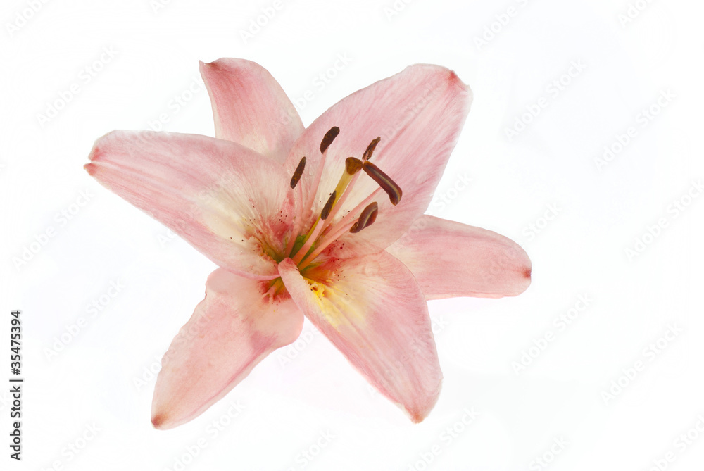 pink lily on white