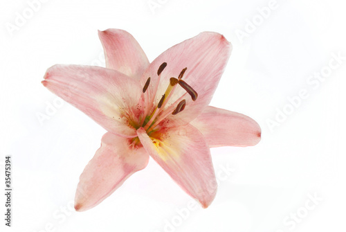 pink lily on white © tstock