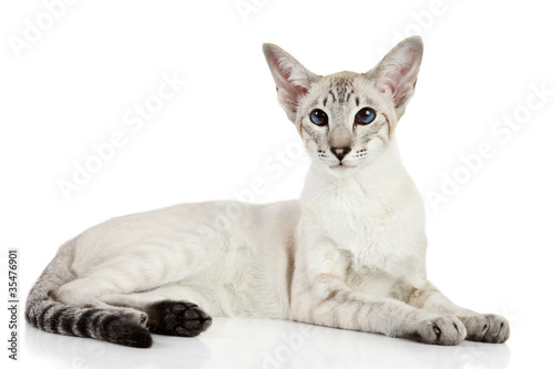 Fototapeta Naklejka Na Ścianę i Meble -  Oriental blue-point cat