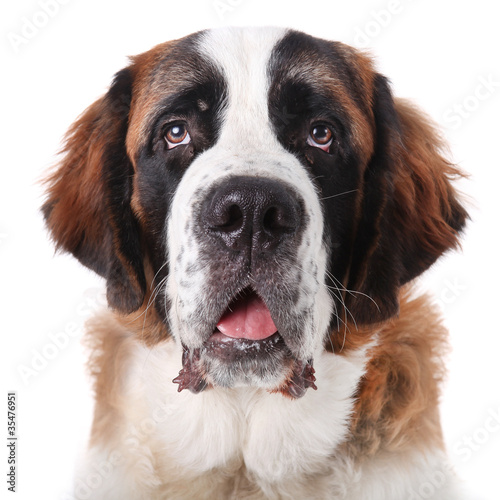 Cute Saint Bernard Purebred Puppy