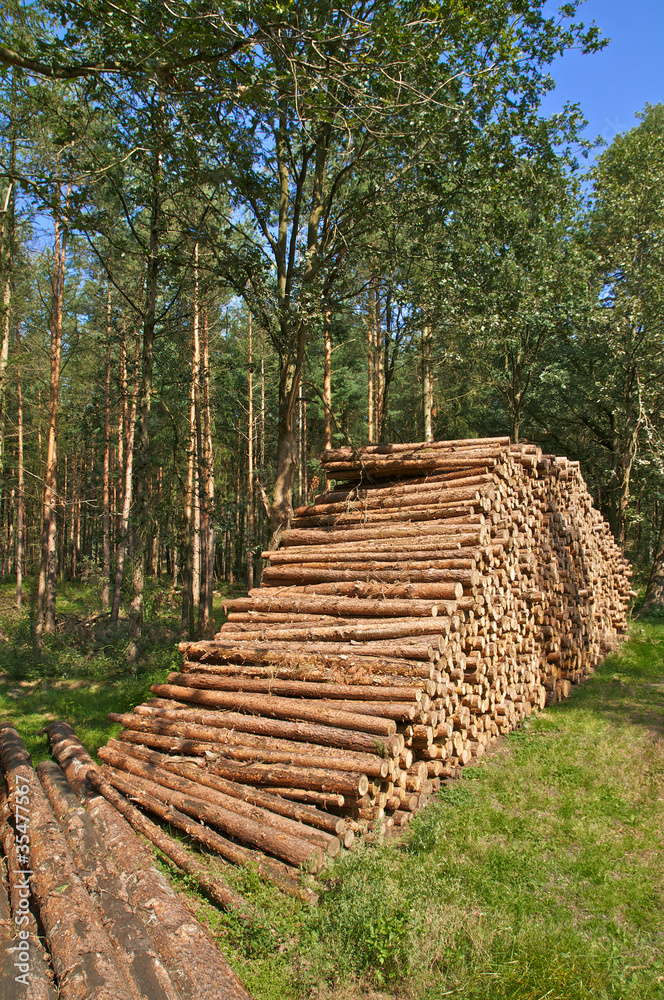 Kiefern, Pinus, Forstwirtschaft, Nadelhölzer