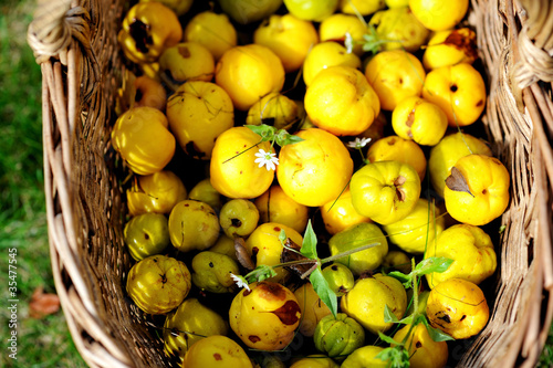 Garden basket filled up with Japan quince photo