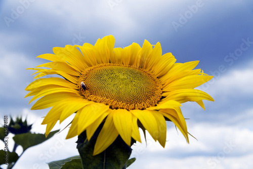 sunflower growing on farmer...