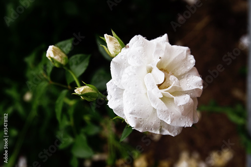 gentle beige rose in the dr...