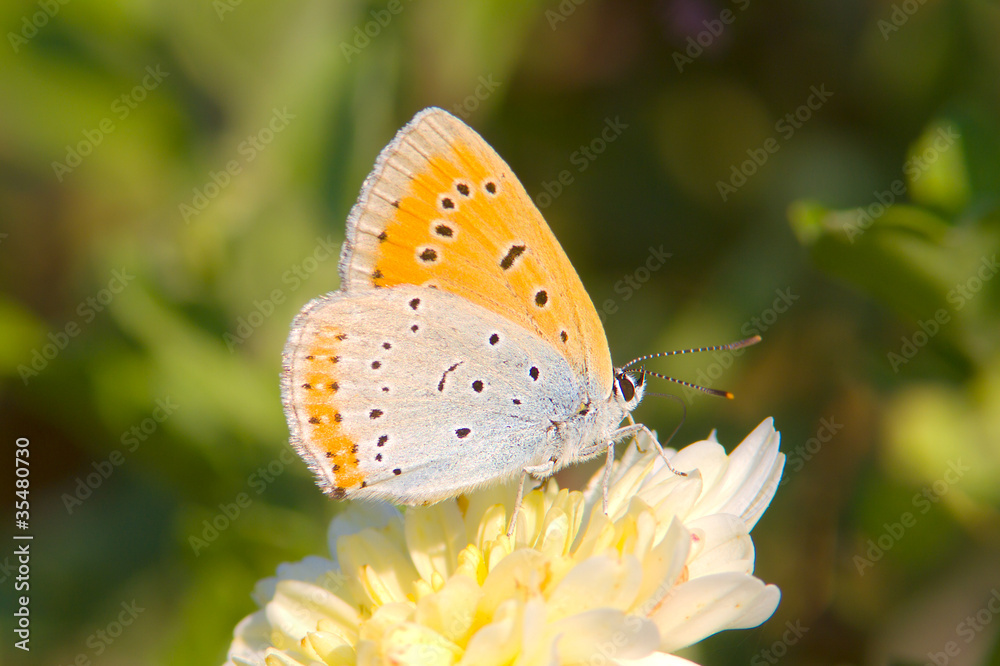 Lycaena dispar / large copper butterfly, female Lycaena dispar / large copper butterfly, female