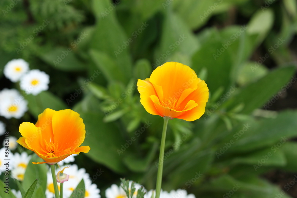 yellow poppy yellow poppy