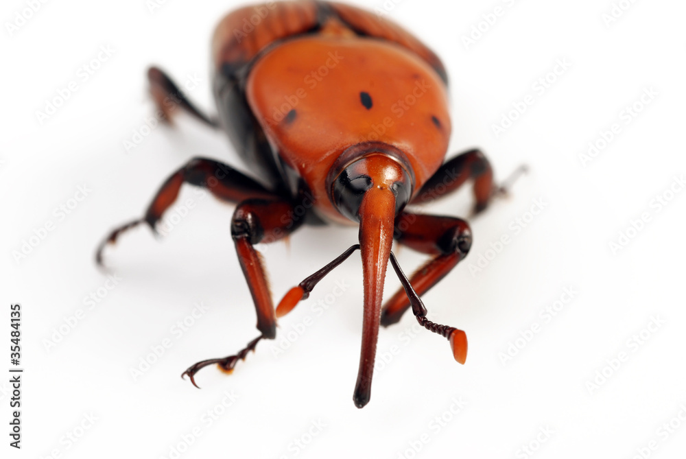 ROSTRO DEL PUNTERUOLO ROSSO ROSTRO DEL PUNTERUOLO ROSSO