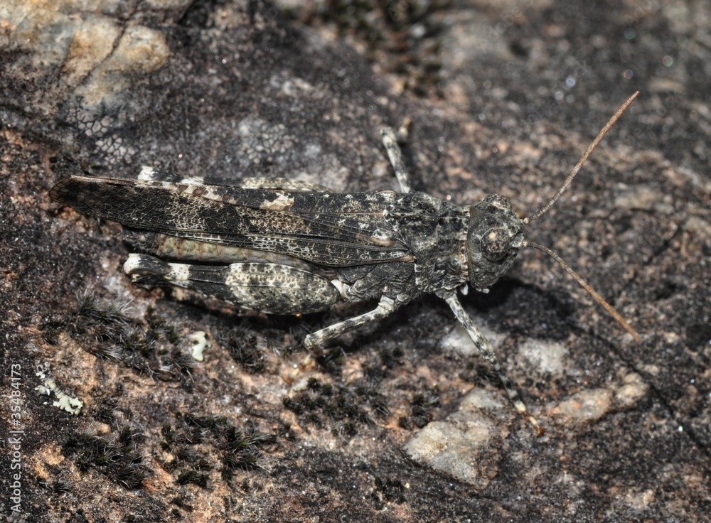 Blauflügelige Ödlanschrecke (Oedipoda caerulescens) Blauflügelige Ödlanschrecke (Oedipoda caerulescens)