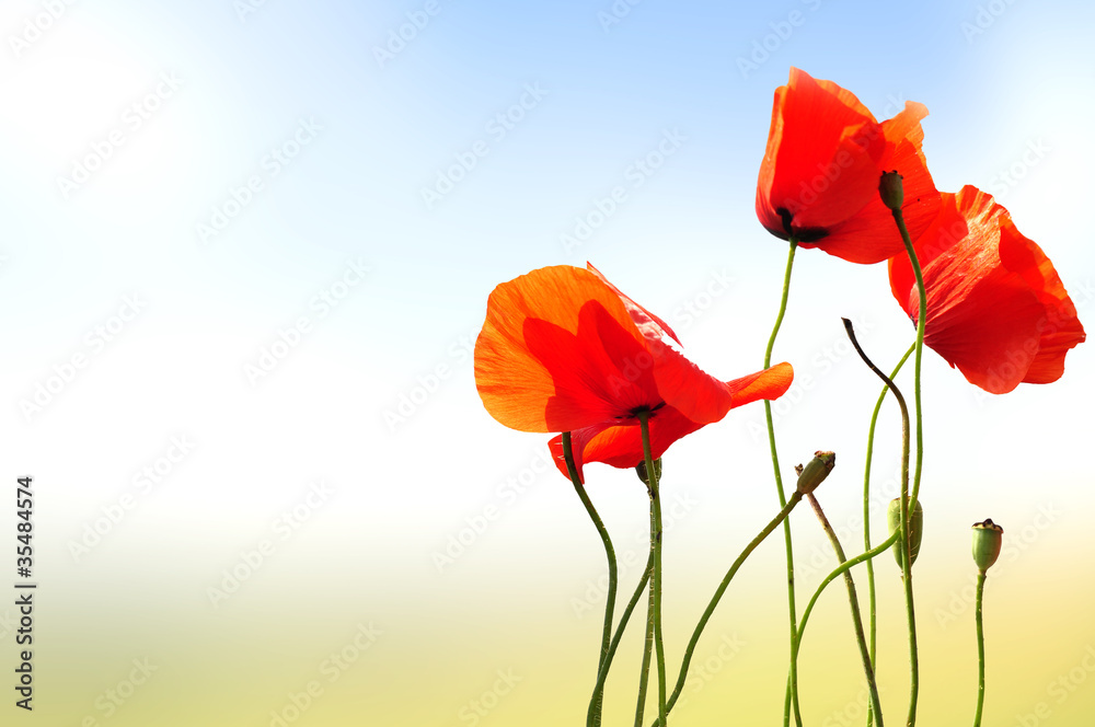 Naklejka premium polne maki