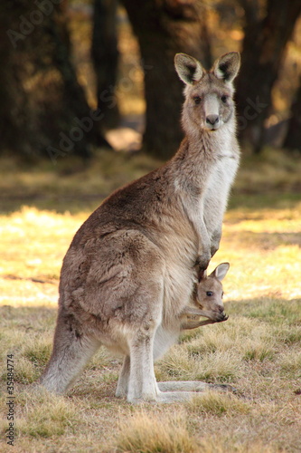 Mother Wallaby with Joeys