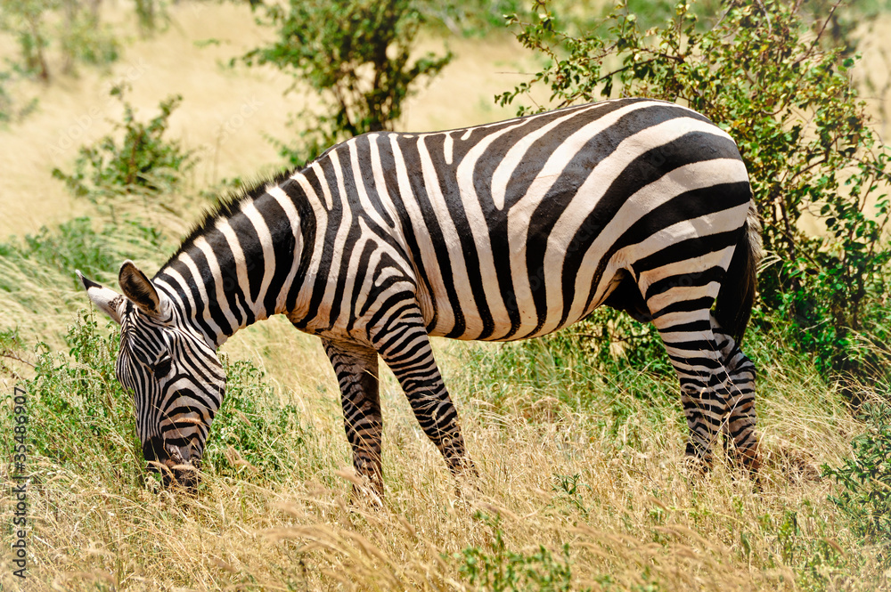 Zebra on the savanna Zebra on the savanna