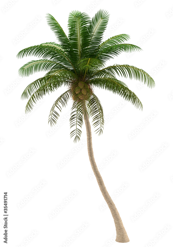 Obraz premium coconut palm tree isolated on white background