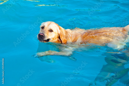 Golden Retriever swimming