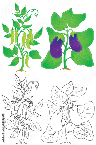Pea and eggplant
