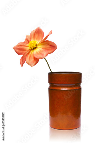 Fototapeta Naklejka Na Ścianę i Meble -  Dahlia hybryda in orange flowerpot