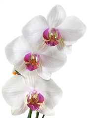 Poster Orchidee Witte orchideebloemen in detail  © Leonid & Anna Dedukh