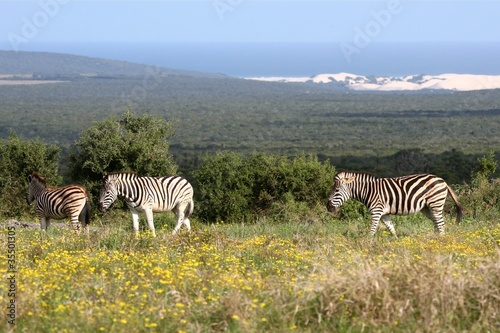 Zebras at the Coast