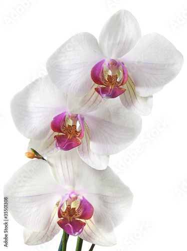 white orchids flower