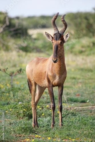 Red Hartebeest Antelope © Duncan Noakes