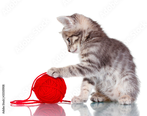 Funny gray kitten and ball of thread isolated on white photo