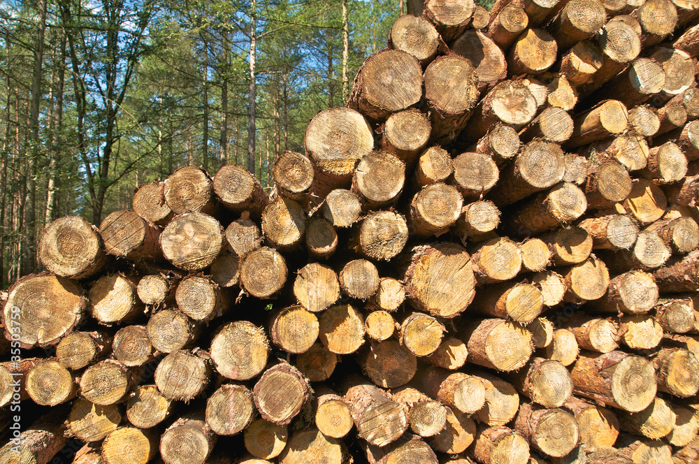 Baumstämme, Forstwirtschaft, Holzproduktion, Kiefern