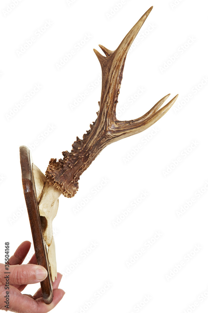 Fototapeta premium Jagdtrophäe
