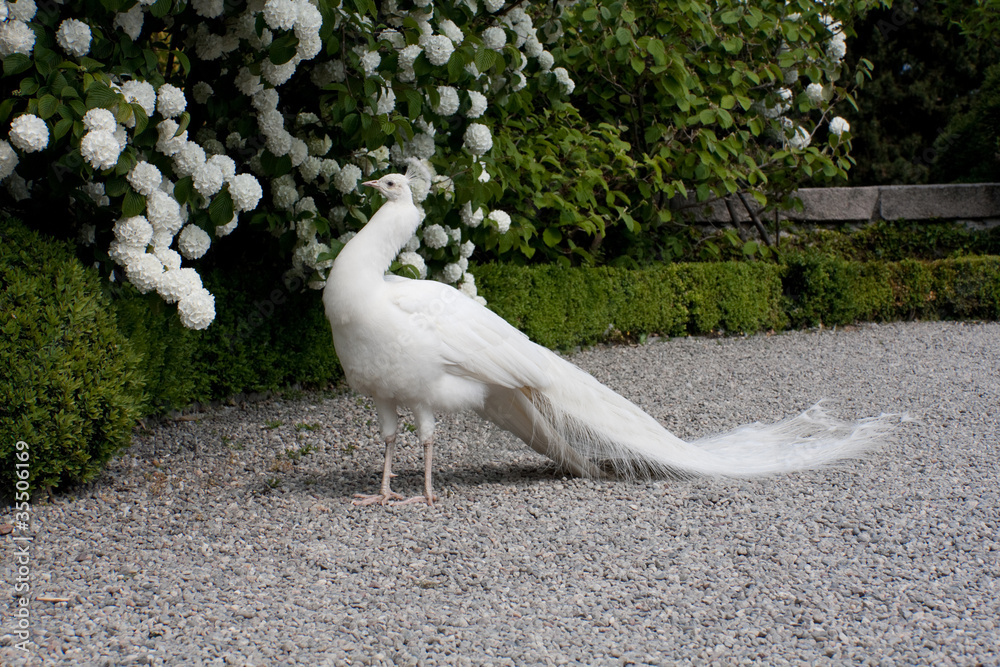 Fototapeta premium White peacock, albino