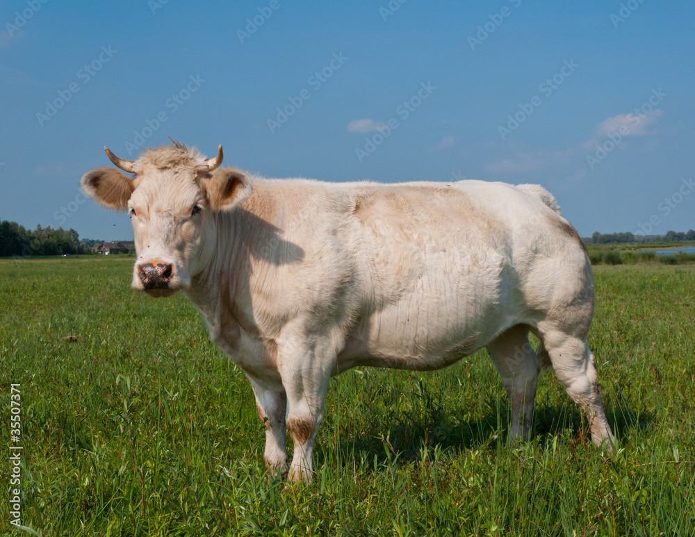 White cow with horns is posing in Dutch meadow