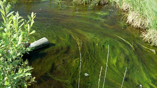 river algae photo