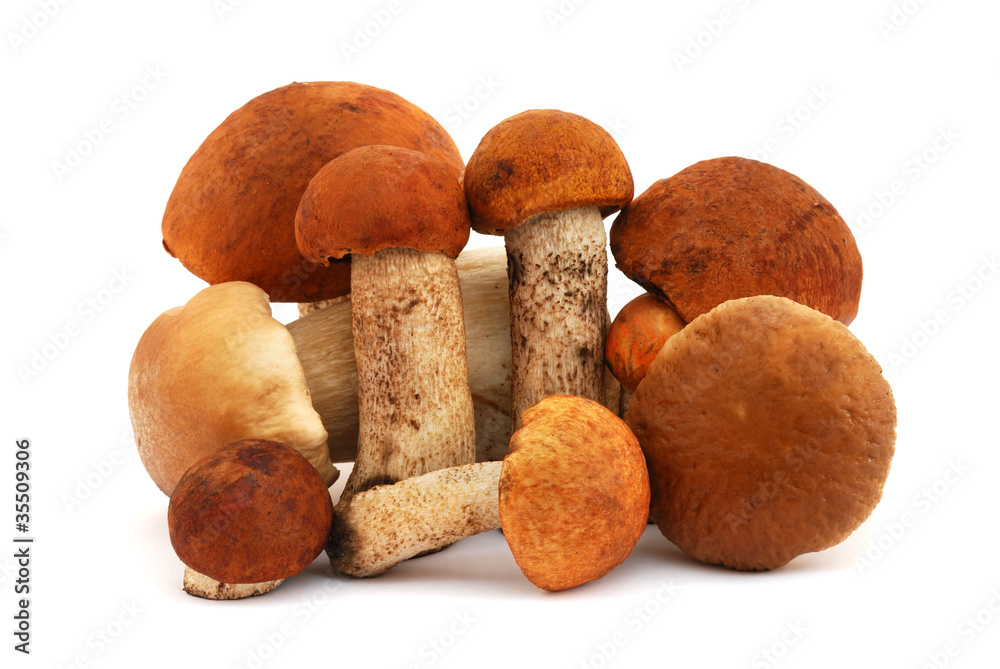 Pile of mushrooms isolated on white background Pile of mushrooms isolated on white background