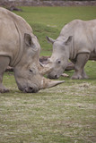two white rhino eating grass