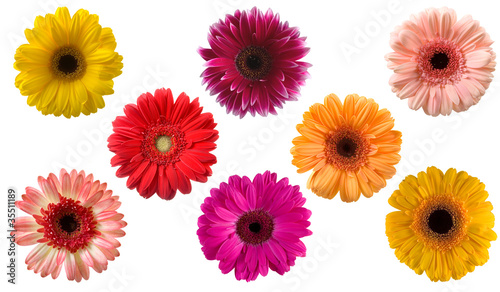 Fototapeta Naklejka Na Ścianę i Meble -  Set of gerberas