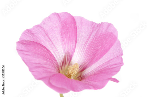 Pink mallow flower