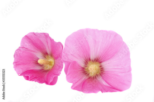 Pink mallow flower