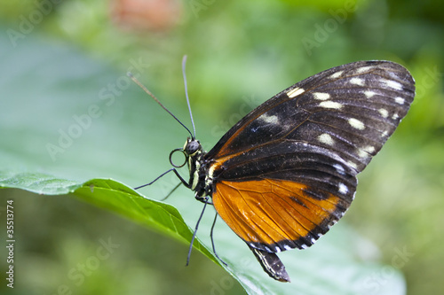 Butterfly, heliconius hecale from Costa Rica