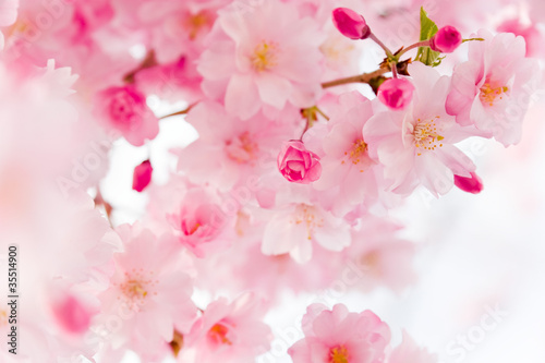 cherry blossom © fumie