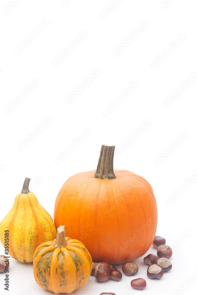 Obraz premium the chestnuts and pumpkins isolated on white