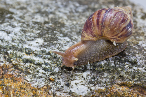 Snail on the rock