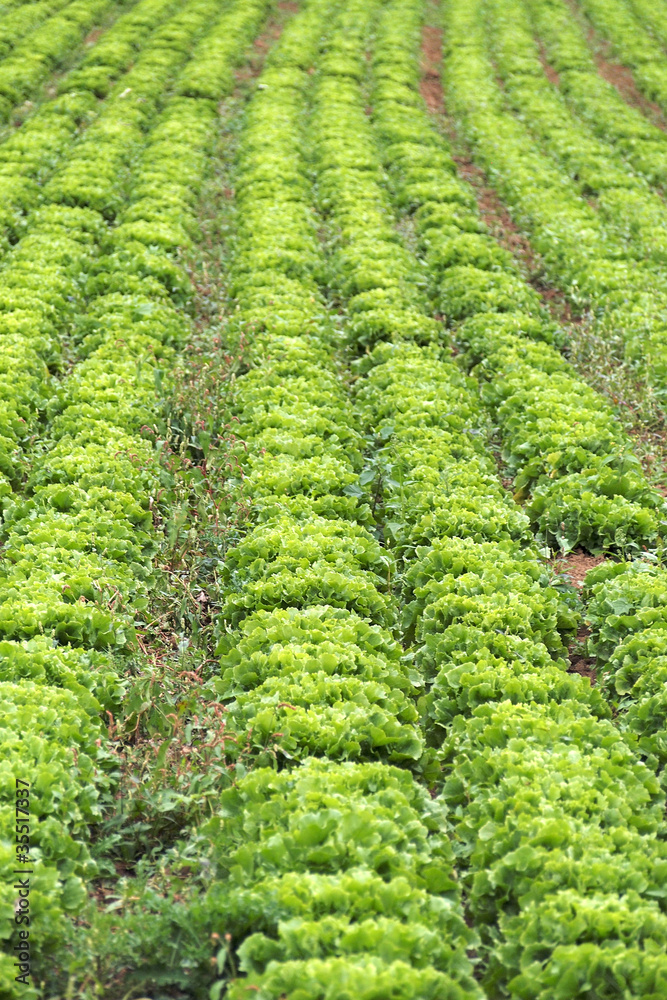 Salatfeld Salatfeld